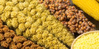 Braunhirse gegen Haarausfall: Wie die Hirse Ihre Haare stärkt