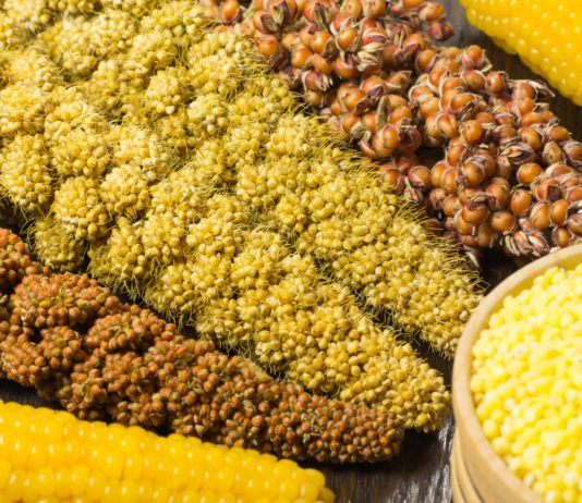 Braunhirse gegen Haarausfall: Wie die Hirse Ihre Haare stärkt